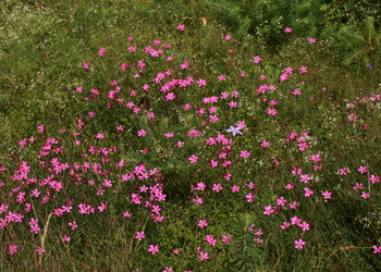 Heide-Nelke (Dianhtus deltoides) - © Emanuel Trummer